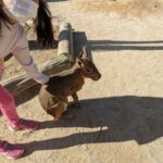 福岡県糟屋郡久山町にある「トリアスふれあい動物園」にいるマーラの画像